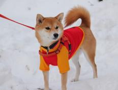 开云体育入口-征服与统治，当黄潜碾过奥地利，伊萨克于抢七夜加冕为王