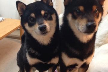 开云体育入口-德罗赞的星火之夜，当深圳对阵马刺，他为何舞台越大越璀璨