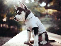 开云官网-戈贝尔锤爆尼克斯禁区，一场定义现代防守巨星的教科书式胜利