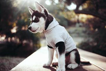 开云官网-戈贝尔锤爆尼克斯禁区，一场定义现代防守巨星的教科书式胜利