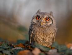 开云体育在线-塔图姆如觉醒火山，76人似精密齿轮稳稳绞碎猛龙