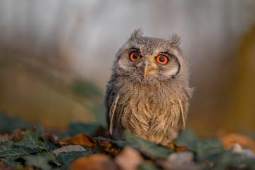 开云体育在线-塔图姆如觉醒火山，76人似精密齿轮稳稳绞碎猛龙
