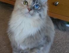 开云体育-跨越大洋的篮球教科书，西亚卡姆的智慧与灰熊的启示