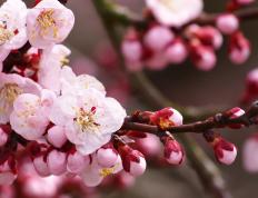 开云体育平台APP-半场攻防的艺术家，米切尔的抢七之夜与转换革命