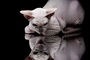 开云体育app-热火强势晋级山西队，爱德华兹在美加墨世界杯接管比赛—篮球全球化的新篇章