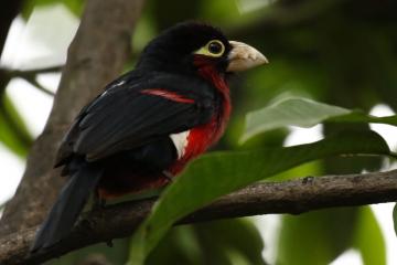 开云平台-曼城强势碾压丹麦防线，卡塞米罗爆发成胜负手