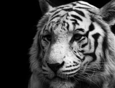 开云体育官网-铁幕与烈焰，哥斯达黎加如何用纪律的寒冰，冻结并点燃三狮军团的野心