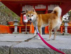 开云下载-乔治神奇时刻，关键节点连轰15分助上海力克森林狼