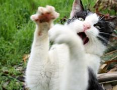 开云下载-冰雪与速度的双重奏，加拿大关键战役力克法国，苏亚雷斯F1揭幕战一战封神