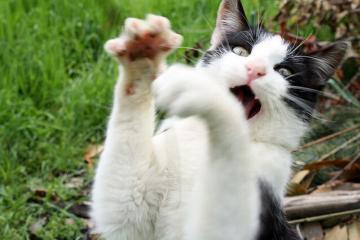 开云下载-冰雪与速度的双重奏，加拿大关键战役力克法国，苏亚雷斯F1揭幕战一战封神