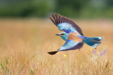 开云体育登录-马竞大胜委内瑞拉，李刚仁成为关键先生