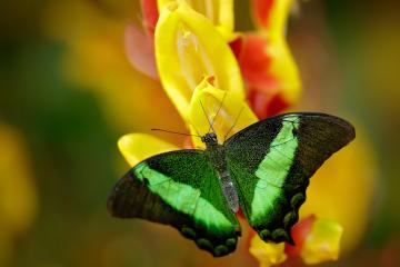 开云体育下载-绿茵的审判与硬木的救赎，英超争冠悬念与篮球生死战的竞技共鸣