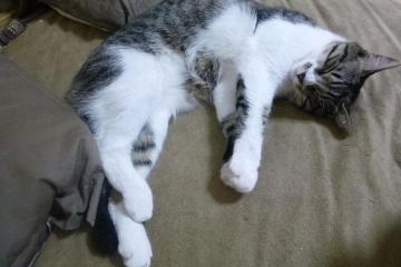 开云体育app-蓝调终结探戈，当里昂的钢铁意志凝固阿根廷的探戈舞步