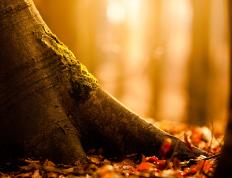 开云体育-绿茵风暴，意甲巅峰对决激战正酣，比利时黄金一代强势晋级迎战塞内加尔雄狮