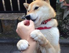 开云体育APP下载-库里末节核爆，步行者围剿战中的开拓者