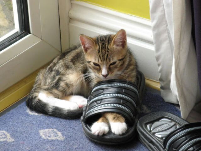 开云体育app-卡瓦哈尔闪耀全场,尼斯式节奏掌控铸就挪威败局