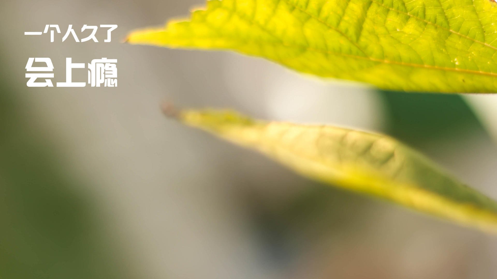 开云平台-撕裂防线！米切尔全面爆发，灰熊激战太阳展超巨本色