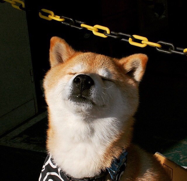 开云平台-福克斯一击致命！鹈鹕险胜独行侠，一人独舞破解钢铁防线