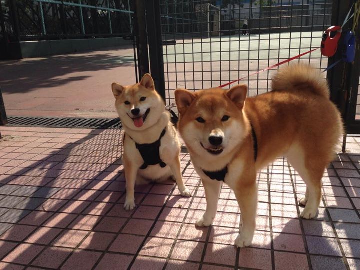 开云体育登录-虚拟与现实交错的奇迹，卡马文加NBA封神与瑞士足球绝杀背后的体育魔幻夜