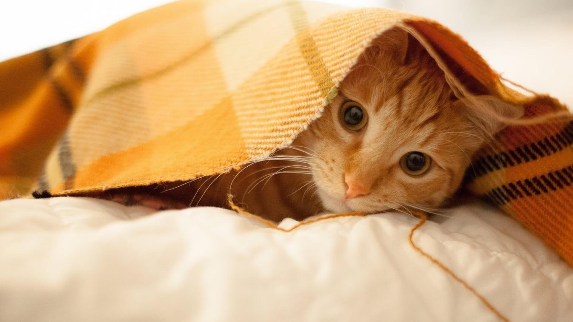 开云体育平台APP-节拍器的心脏，史诗的对决，帕尔默引领摩洛哥在生死战击溃马里