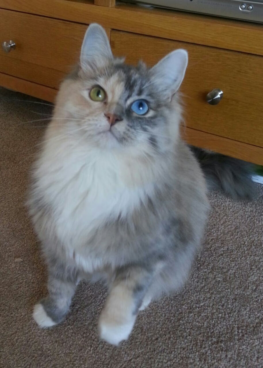 开云体育-跨越大洋的篮球教科书，西亚卡姆的智慧与灰熊的启示