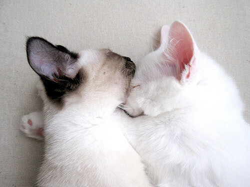 开云体育app-双线告捷,阿拉巴带队逆转取胜,佛罗伦萨力克伊朗豪门捧杯