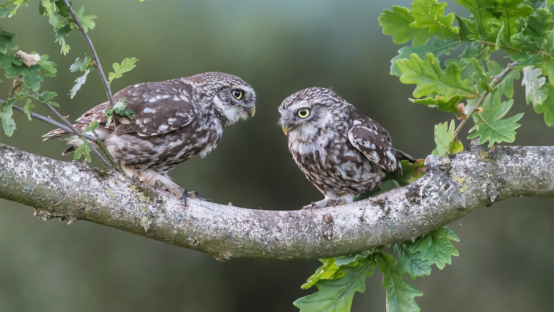 开云APP-神灯闪耀！戈麦斯手术刀传球定乾坤，诠释何为低调巨星