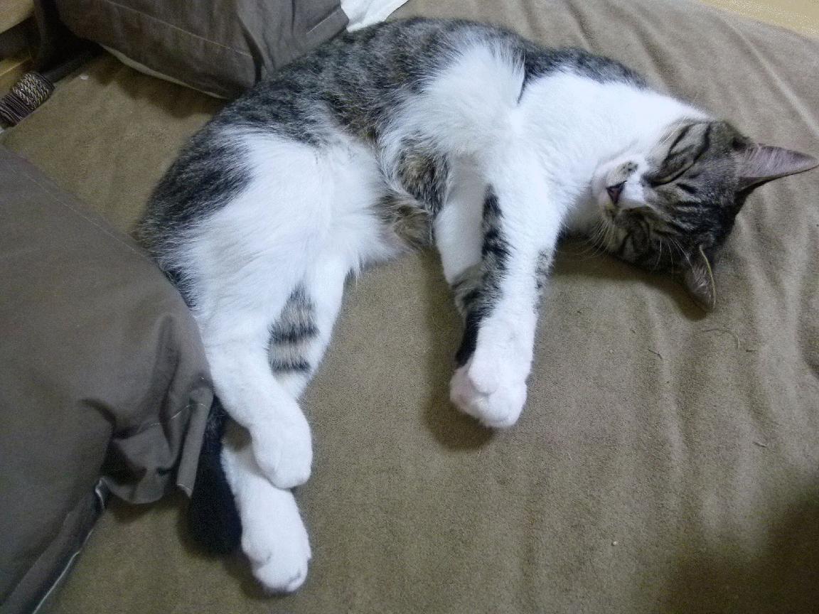 开云体育app-蓝调终结探戈,当里昂的钢铁意志凝固阿根廷的探戈舞步