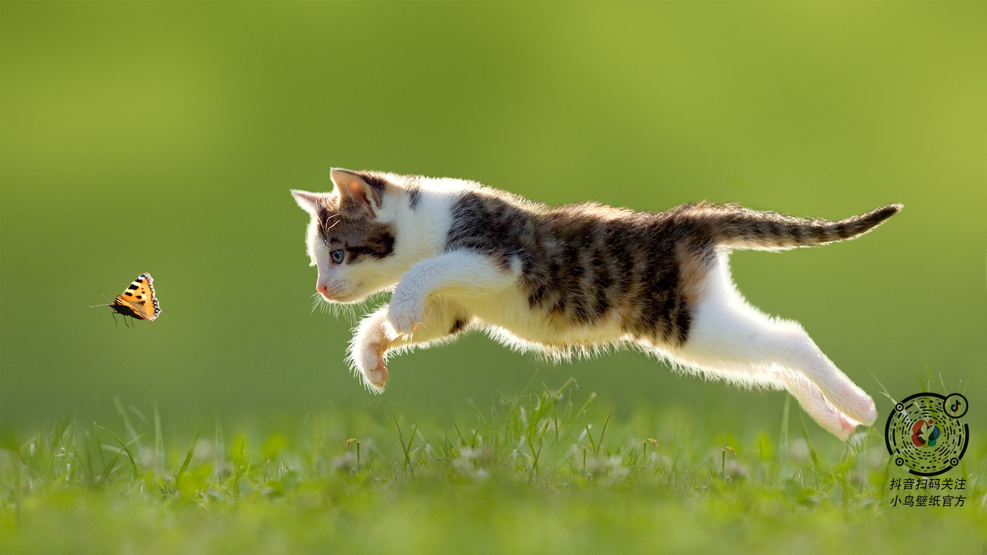 开云体育在线-封喉一剑!年度焦点之战,深圳队如何终结鹈鹕王朝?